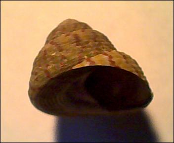 Gibbula rarilineata